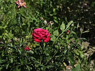 Brindabella rose