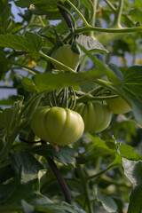 Unripe green tomatoes hang on the vine amidst lush foliage, symbolizing growth, freshness, and the...