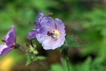 Woolly geranium, Geranium erianthum