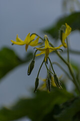Tender green peppers and delicate yellow blossoms signify new life on a vibrant plant, capturing the fresh essence of growth and healthy produce. Ideal for garden, organic food, and springtime themes.