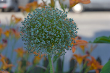 A spherical allium flower head, composed of numerous tiny green buds, displays intricate natural...