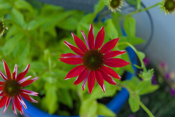 Striking red coneflower in vibrant bloom, its petals showcasing a subtle white edge, set against a soft green backdrop, conveying natural beauty and freshness.