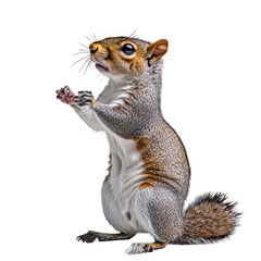 A curious squirrel standing upright, showcasing its fluffy tail and detailed fur against a plain background