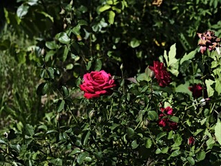 Brindabella rose