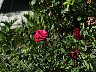 Brindabella rose