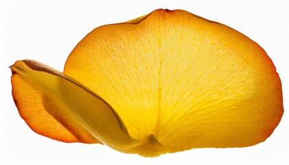 yellow rose petal isolated on transparent background
