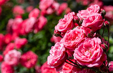 Róża francuska (Rosa gallica L.) © tom