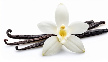 white vanilla flower isolated on transparent background