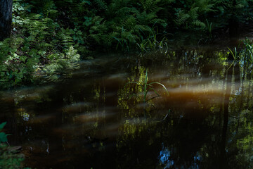 sunlit fern reflections in shaded woodland pond