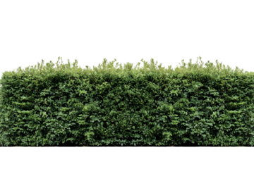 Lush green hedge thick foliage natural garden plant wall bush shrub fresh on transparent background