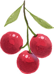 watercolor fresh red cherry fruits illustration