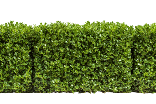 Vibrant green lush boxwood hedge garden plant texture bush dark shrub on transparent background - Powered by Adobe