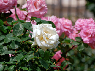 Blooming roses in Rosengarten Volksgarten in Vienna. Pink and white elite Floribunda Rosa Damascena...