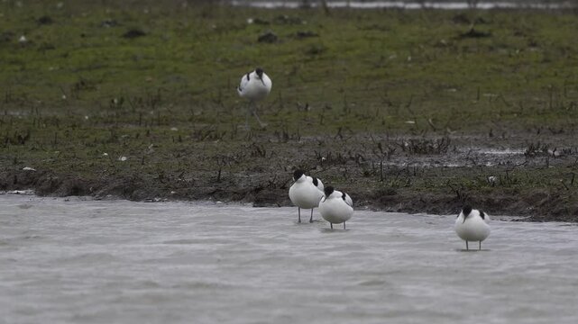 A group of pied avocet (Recurvirostra avosetta) resting in the water during a stormy and rainy dag while one is looking for a fight