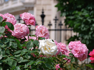 Blooming roses in Rosengarten Volksgarten in Vienna. Pink and white elite Floribunda Rosa Damascena...