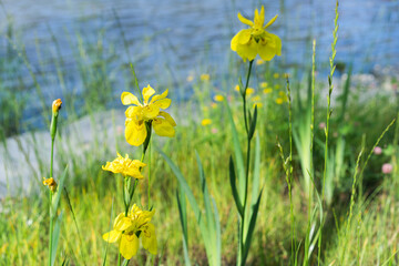 twin yellow irises near blue lake backdrop