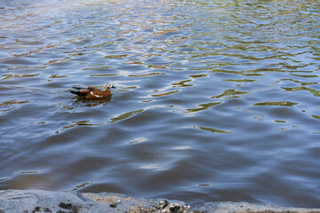 ruddy shelduck swimming alone on rippled lake surface