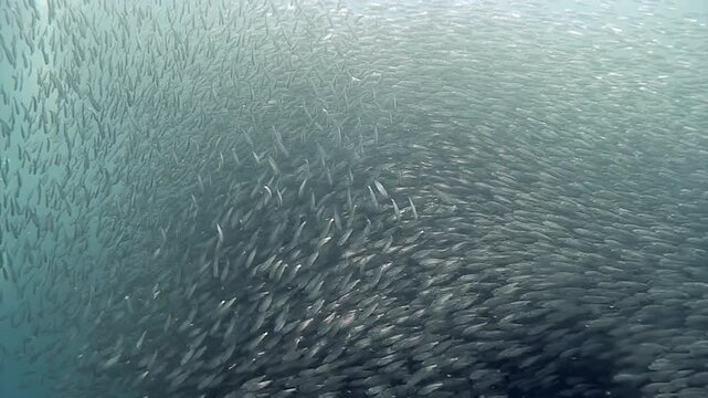 A colossal school of Tuna gracefully glides in the crystal clear waters of the Philippines. Watch as these powerful fish move in unison under the bright tropical sun.