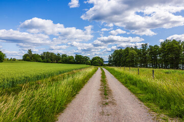 Countryside dirt road between wheat field and grassy meadow leading to forest and distant lake...