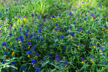 carpet of blue and yellow meadow flowers