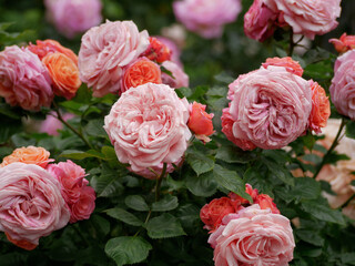 Blooming roses in Rosengarten Volksgarten in Vienna. Varietal elite Floribunda Rosa Damascena...
