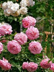 Blooming roses in Rosengarten Volksgarten in Vienna. Pink and white elite Floribunda Rosa Damascena flowers