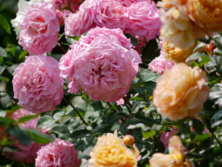 Blooming roses in Rosengarten Volksgarten in Vienna. Varietal elite Floribunda Rosa Damascena...