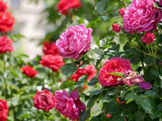 Blooming roses in Rosengarten Volksgarten in Vienna. Varietal elite Floribunda Rosa Damascena...