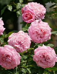 Pink elite Floribunda Rosa Damascena flowers close up