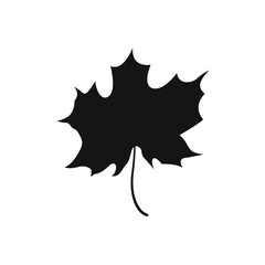 Fallen  leaf. White background.