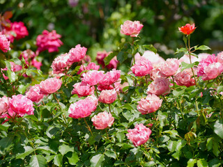 Blooming roses in Rosengarten Volksgarten in Vienna. Varietal elite Floribunda Rosa Damascena...