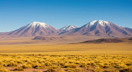 Golden Plains of the Chilean Altiplano
