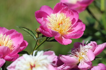 Pink peonies flower bloom in garden. Close up.
