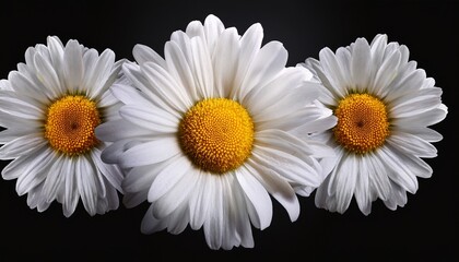 Fototapeta premium 3 white daisies flowers with yellow centres isolated on a black background