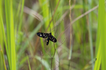 Syntomis phegea,  Amata phegea close up