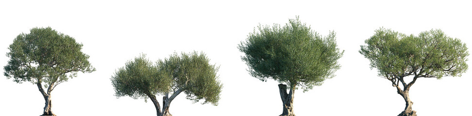 Set of Olea europaea (The olive) frontal set street trees isolated png on a transparent background perfectly cutout	