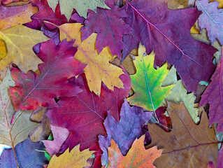 Natural autumn leaves background. Red, purple, orange, yellow and green oak and maple leaves close-up.