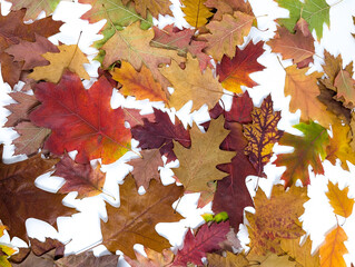 Natural autumn leaves background. White background.