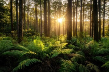 Obraz premium Sunshine beams through towering trees in Great Otway National Park, Victor during golden hour, Sunshine in forest Great Otway National Park Victoria Australia