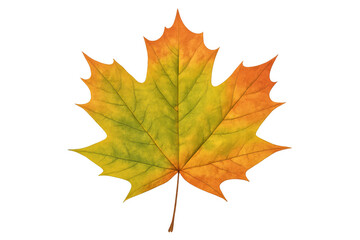 Obraz premium Realistic maple leaf with vibrant autumn colors isolated on transparent background, perfect for fall-themed designs
