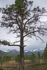  &Aring;nderdalen-Nationalpark auf der norwegischen Insel Senja