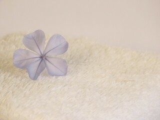 Closeup of a plumbago auriculata flower over folded white towel with white background. Small blue flower over towel. Spa still life.