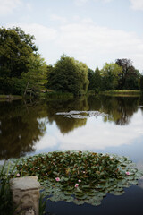 Pond with water lilly in the park