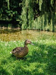Vertical photo of a beautiful duck standing in green grass