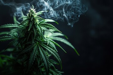 Close-up of cannabis plant with smoke emphasizing its textures and mood
