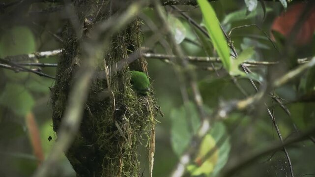Whitehead's broadbill - Calyptomena whiteheadi bird in Calyptomenidae endemic to the mountain ranges of north-central Borneo, green and black bird nesting in the hanging nests in the forest.