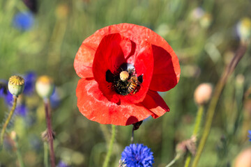 A vibrant red poppy stands in focus with a bee busily collecting pollen at its center. Surrounding the poppy, delicate blue flowers and green stems create a lively contrast against the background.