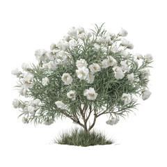 Obraz premium Stunning White Desert Bloom: A Breathtaking Closeup of a Flowering Shrub