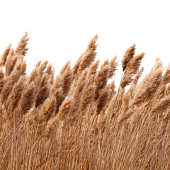 Fototapeta premium Golden Pampas Grass Field in Autumn Breeze: A Nature Photography