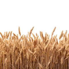 Fototapeta premium Golden Wheat Field: A Harvest Panorama of Ripe Grains Under Summer Sun